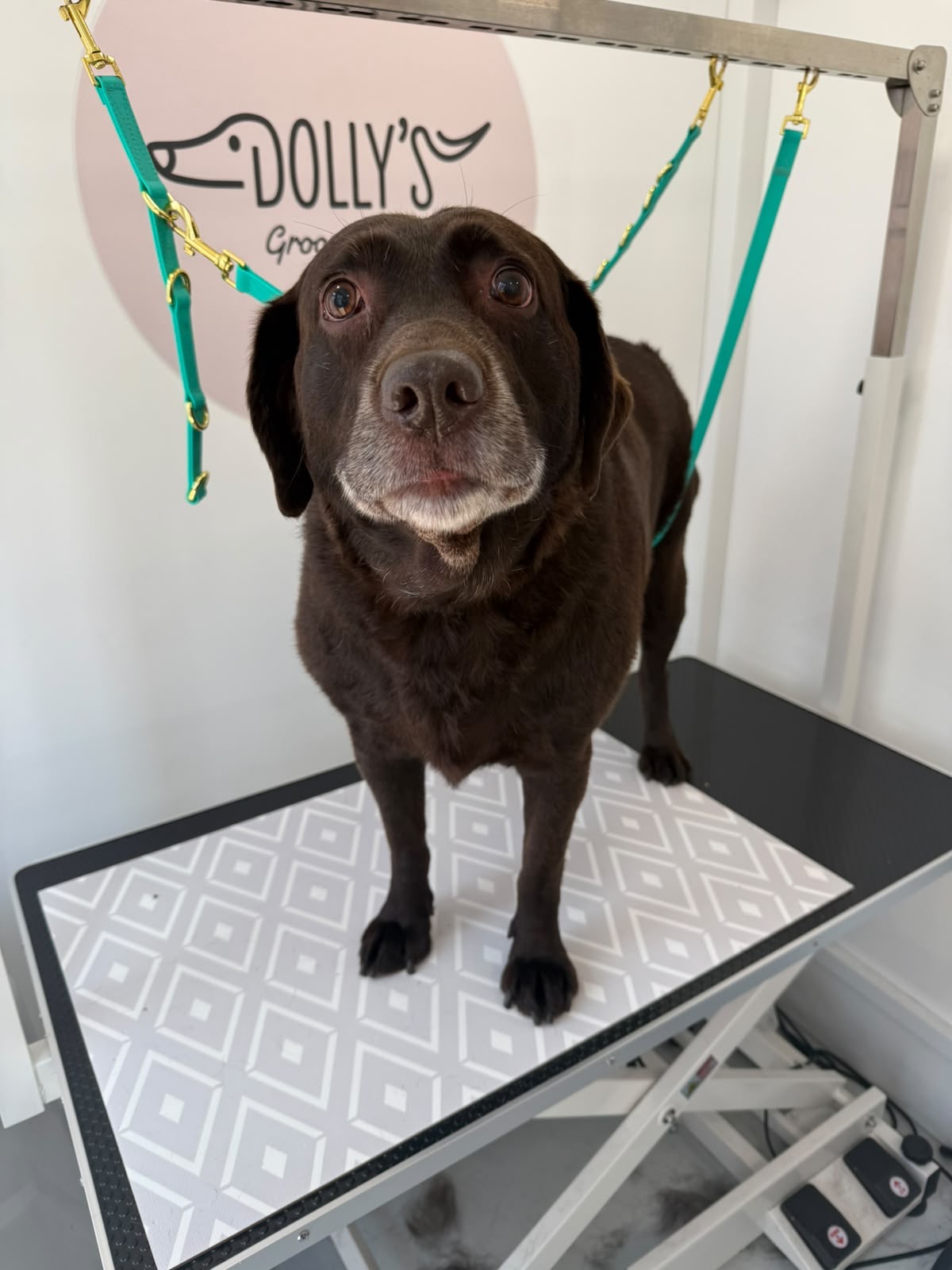Chocolate dog looking up from the grooming table