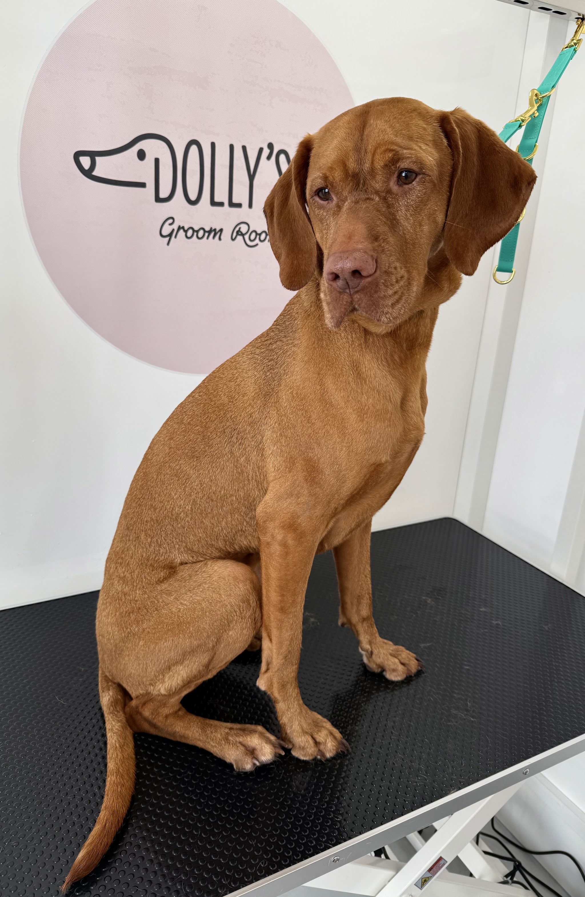 Copper-coloured dog sitting on the grooming table at Dolly’s