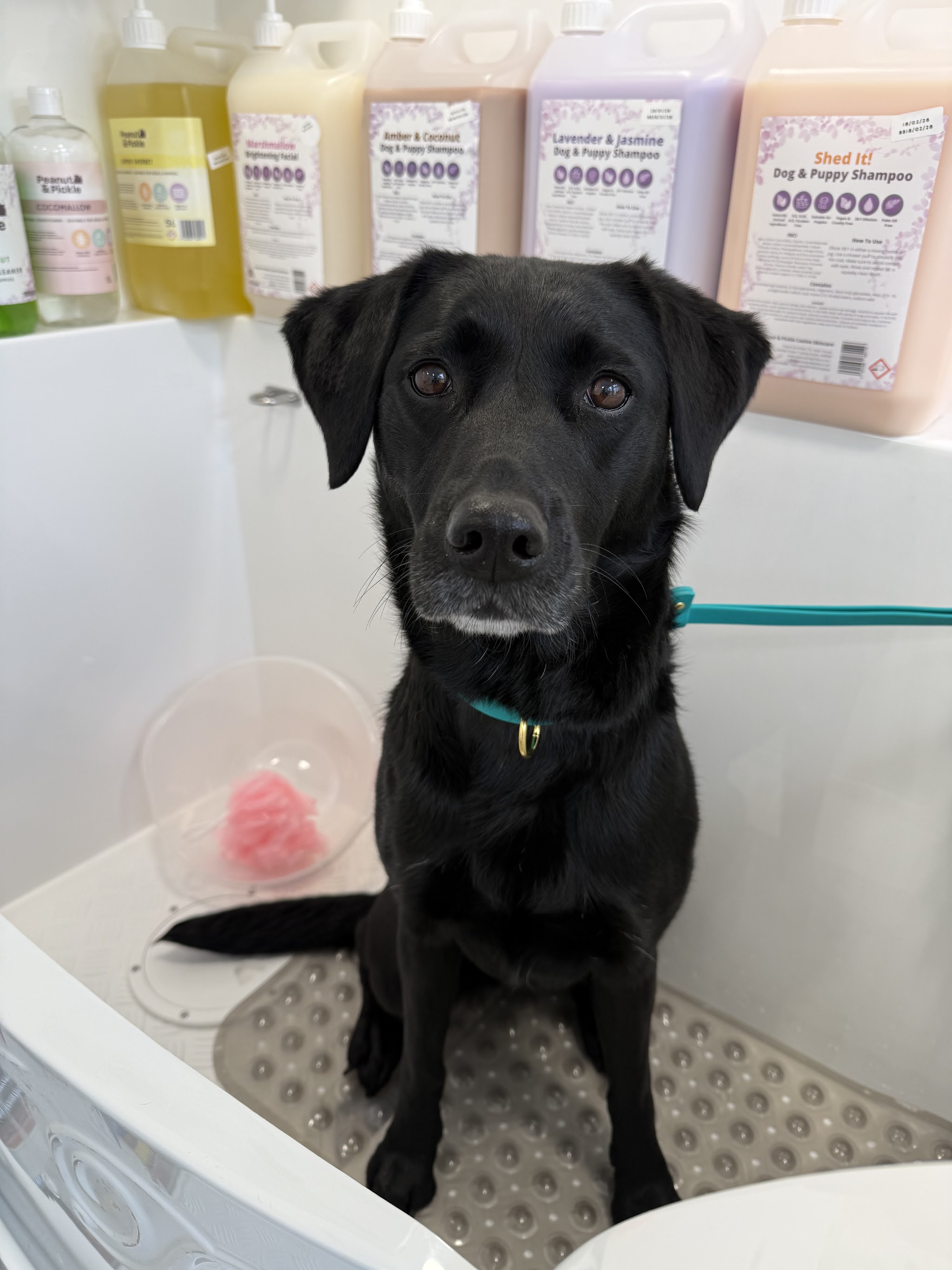 Black dog in the clean bathing area at Dolly’s Groom Room