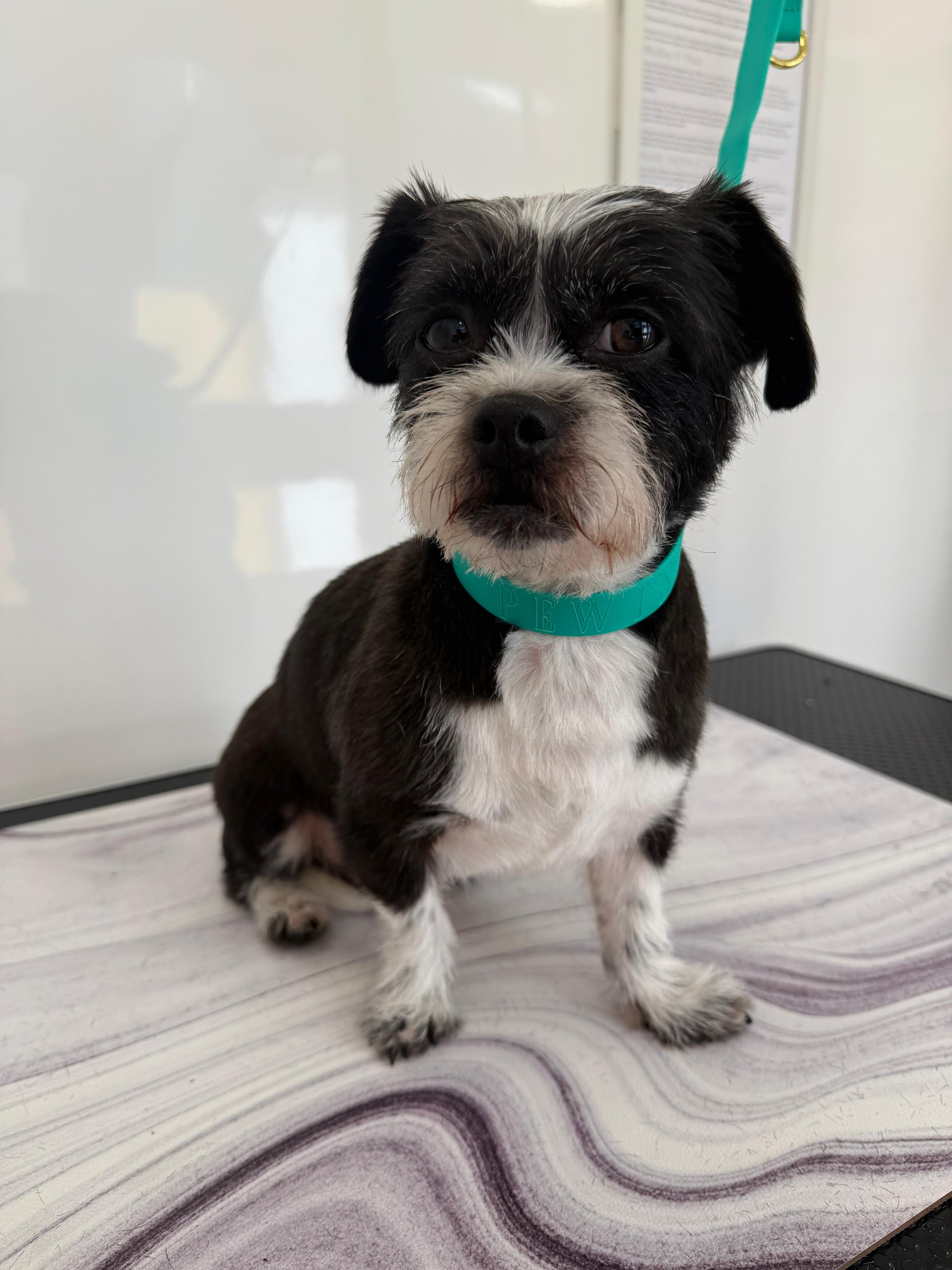 Black and white dog with a freshly trimmed face