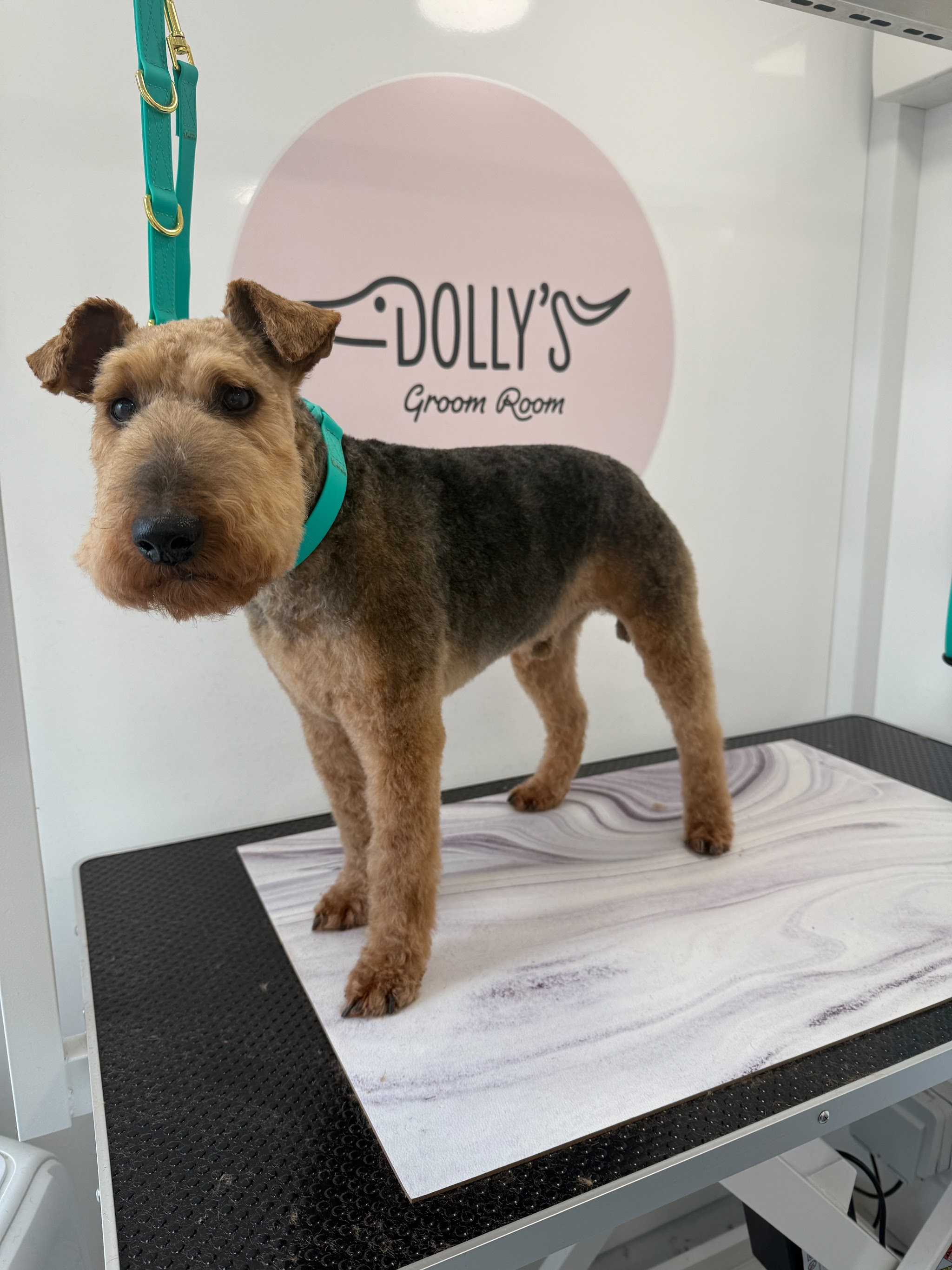 Terrier standing after its groom beside the Dolly’s sign